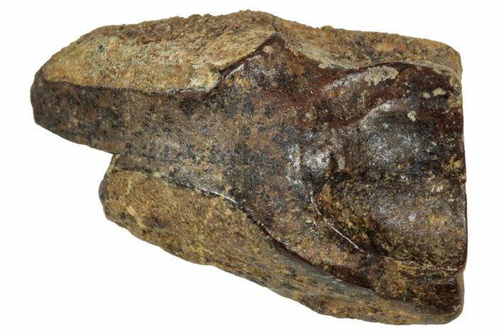 Fossil Triceratops Shed Tooth - Wyoming #358183